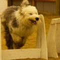 pixie-flyball