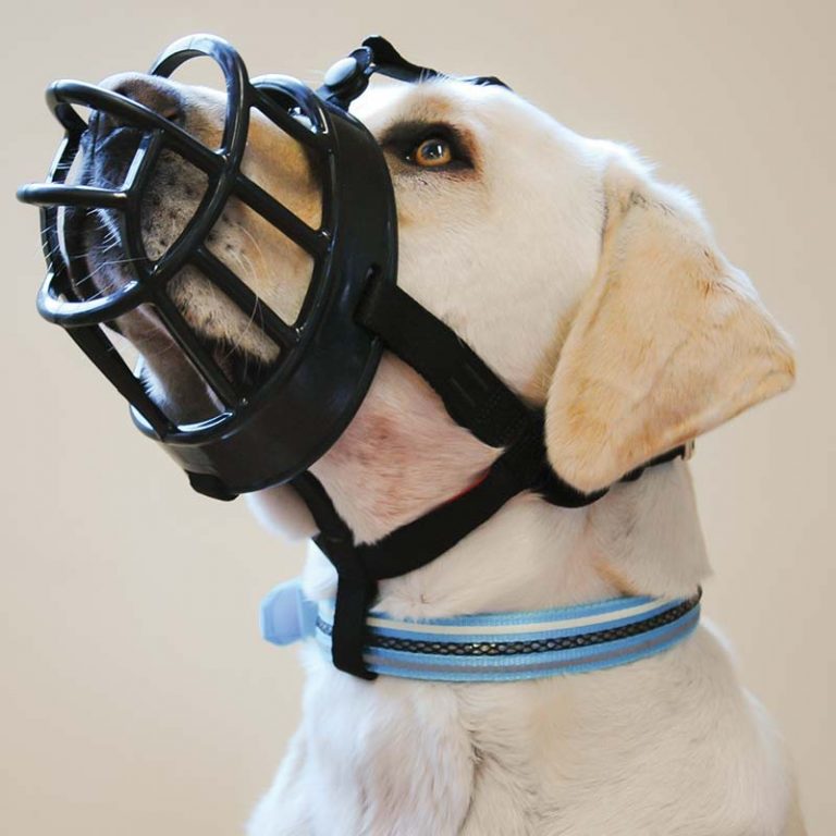 muzzle training for reactive dogs